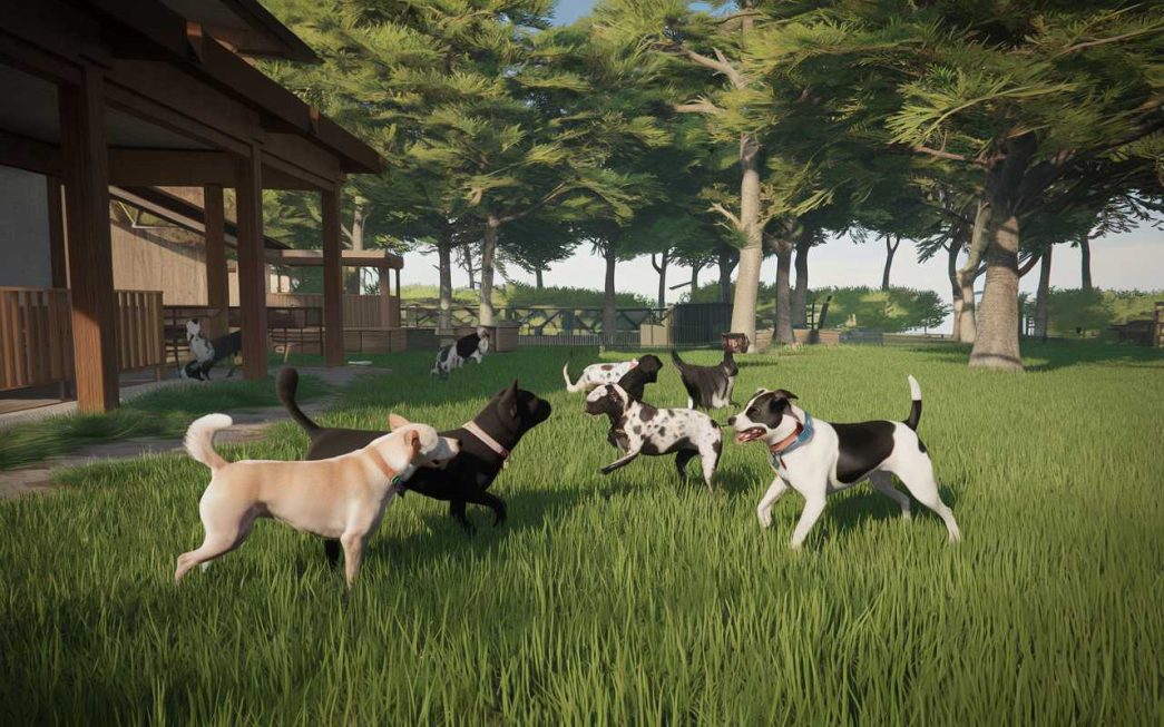 Découvrez ce Refuge Harmonieux sur l&rsquo;Île Awaji : Un Paradis pour Humains et Chiens !