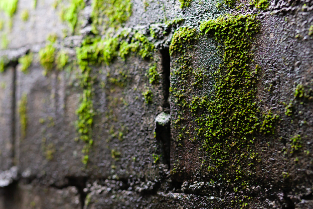 protégez votre maison des intempéries avec nos solutions innovantes et efficaces. découvrez des conseils pratiques et des produits adaptés pour assurer la sécurité et le confort de votre habitat face aux aléas climatiques.